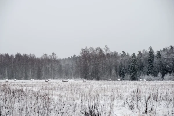 Panoramatický pohled ze zasněženého lesa. daleko na obzoru — Stock fotografie