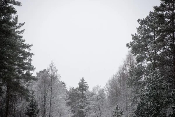 Snowy orman manzarasına. uzak ufuk — Stok fotoğraf