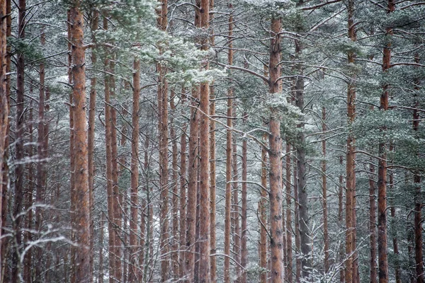눈 덮인 숲의 파노라마 전망입니다. 멀리 수평선 — 스톡 사진