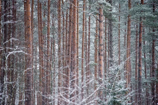 Панорамный вид на снежный лес. far hand — стоковое фото