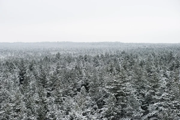 Πανοραμική άποψη από το χιονισμένο δάσος. μακρινό ορίζοντα — Φωτογραφία Αρχείου