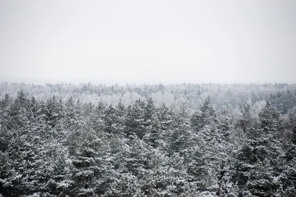 Panoramisch uitzicht op besneeuwde bos. verre horizon — Stockfoto