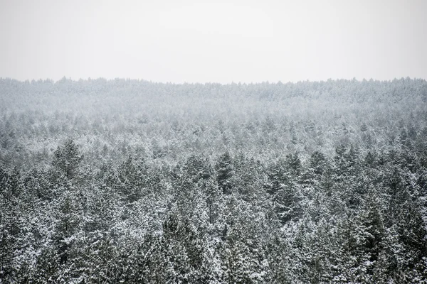 Panoramisch uitzicht op besneeuwde bos. verre horizon — Stockfoto