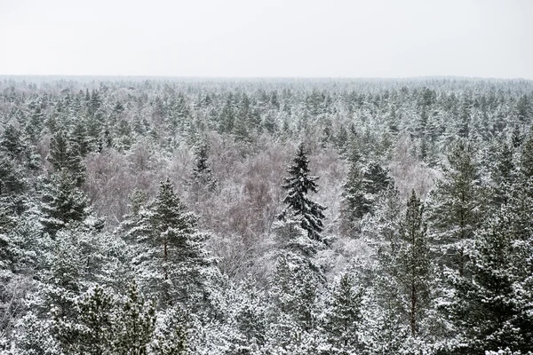 Panoramisch uitzicht op besneeuwde bos. verre horizon — Stockfoto