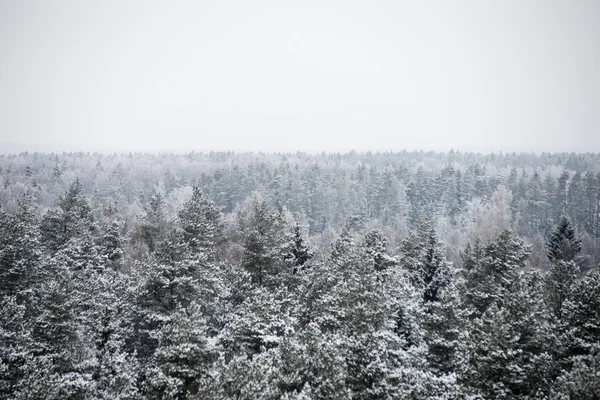 Panoramisch uitzicht op besneeuwde bos. verre horizon — Stockfoto