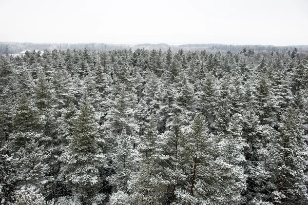 panoramic view of snowy forest. far horizon