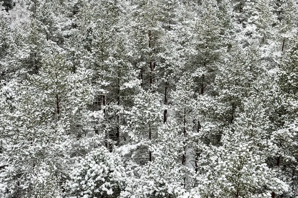 Panoramablick auf verschneiten Wald. weiter Horizont — Stockfoto