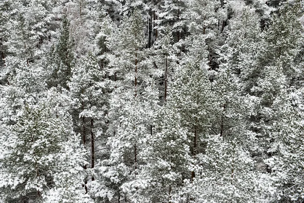 panoramic view of snowy forest. far horizon