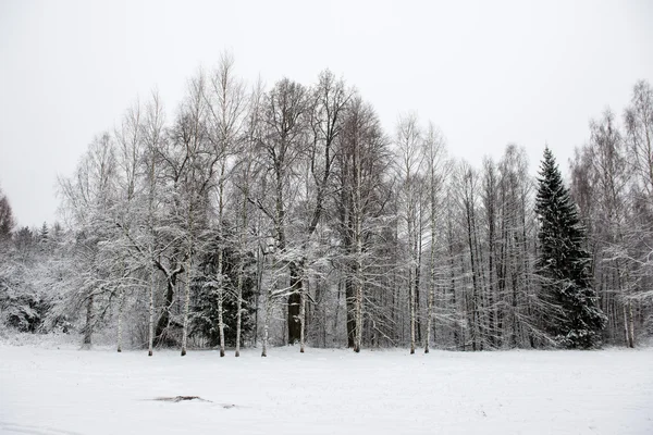 Vista panorámica del bosque nevado. horizonte lejano — Foto de Stock