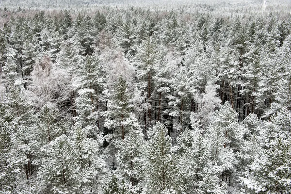 Panoramisch uitzicht op besneeuwde bos. verre horizon — Stockfoto