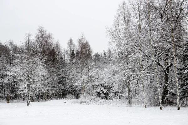 Panoramiczny widok ośnieżonych lasów. dotychczas horyzont — Zdjęcie stockowe