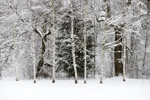 snowy orman manzarasına. uzak ufuk
