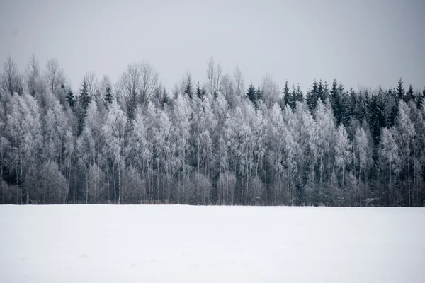 Panoramisch uitzicht op besneeuwde bos. verre horizon — Stockfoto