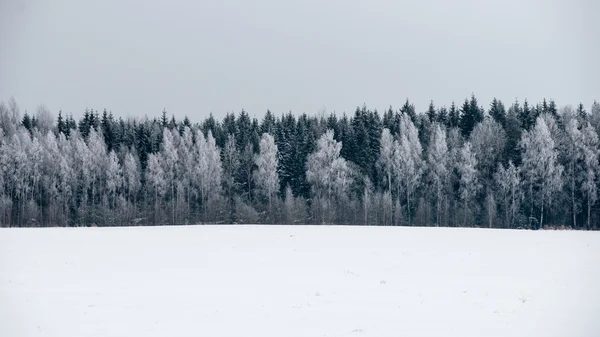 Πανοραμική άποψη από το χιονισμένο δάσος. μακρινό ορίζοντα — Φωτογραφία Αρχείου