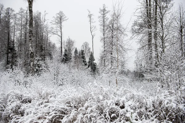 Panoramautsikt over snødekt skog. ytre horisont – stockfoto