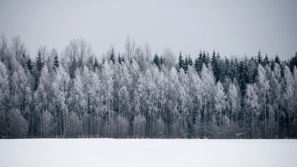 Vue panoramique sur la forêt enneigée. horizon lointain — Photo