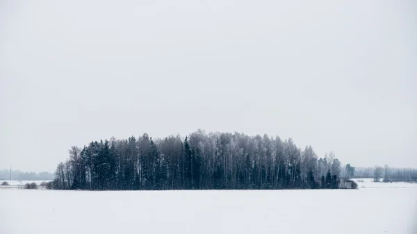 Panoramic view of snowy forest. far horizon — Stock Photo, Image