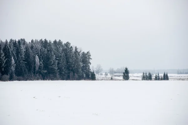 Vista panorámica del bosque nevado. horizonte lejano — Foto de Stock