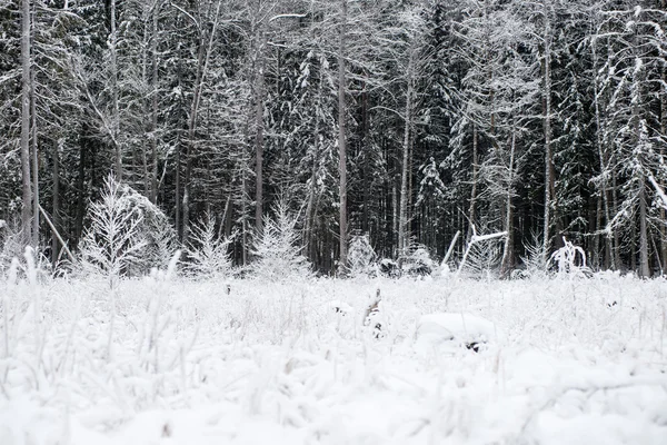 Panoramisch uitzicht op besneeuwde bos. verre horizon — Stockfoto