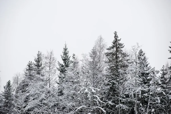 Panoramic view of snowy forest. far horizon — Stock Photo, Image