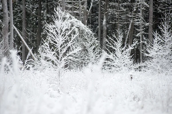 Vista panoramica sulla foresta innevata. orizzonte lontano — Foto Stock