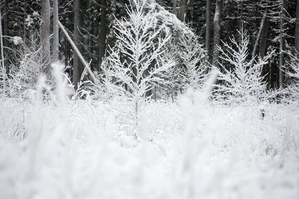 Vista panoramica sulla foresta innevata. orizzonte lontano — Foto Stock