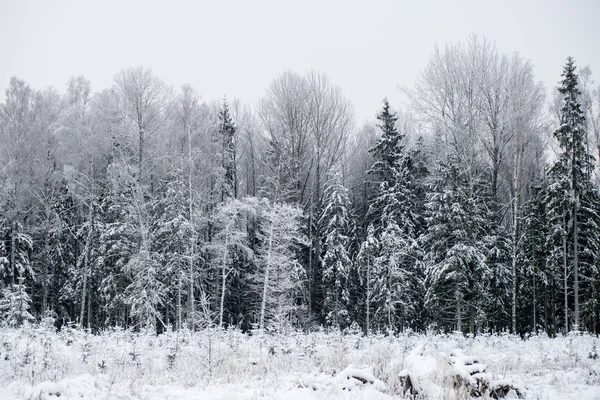 Vista panorámica del bosque nevado. horizonte lejano — Foto de Stock