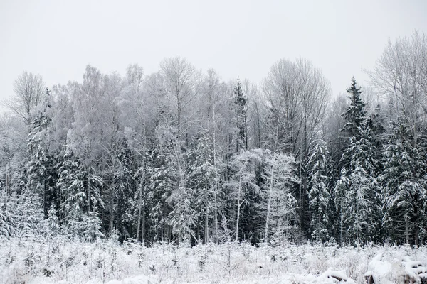 Vista panorámica del bosque nevado. horizonte lejano — Foto de Stock