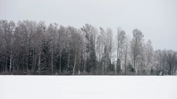 Panoramiczny widok ośnieżonych lasów. dotychczas horyzont — Zdjęcie stockowe