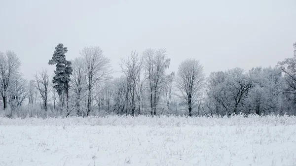 雪に覆われた森のパノラマ風景。はるかな地平線 — ストック写真