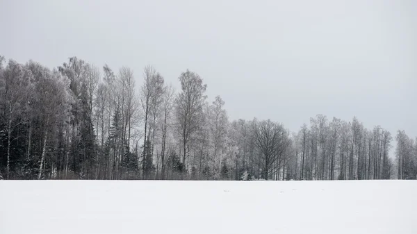 Panoramautsikt över snöiga skogen. långt horisont — Stockfoto