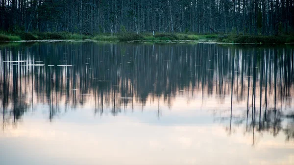 Абстрактні відображення дерев у воді — стокове фото