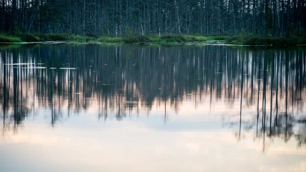 Riflessi astratti degli alberi nell'acqua — Foto Stock