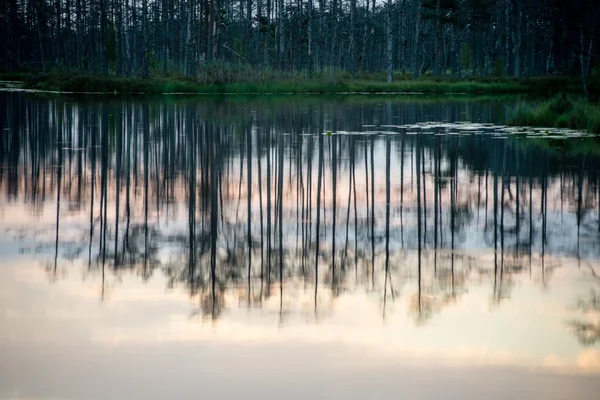 Riflessi astratti degli alberi nell'acqua — Foto Stock