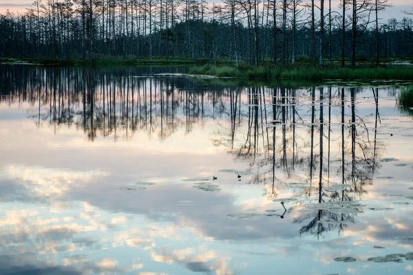 Riflessi astratti degli alberi nell'acqua — Foto Stock