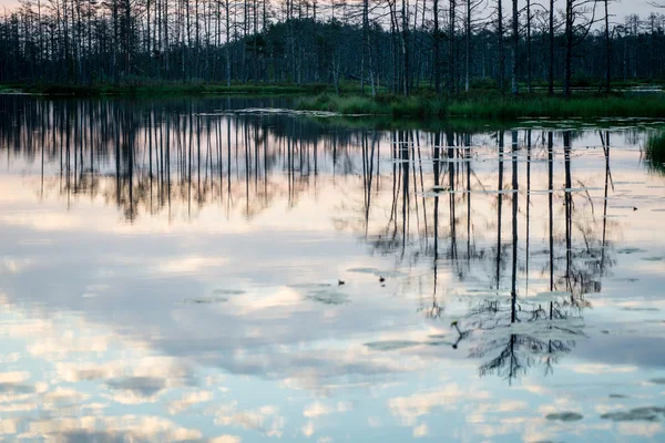 Reflexões abstratas das árvores na água — Fotografia de Stock
