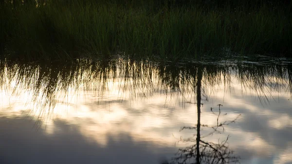 Abstract reflections of the trees in the water — Stock Photo, Image
