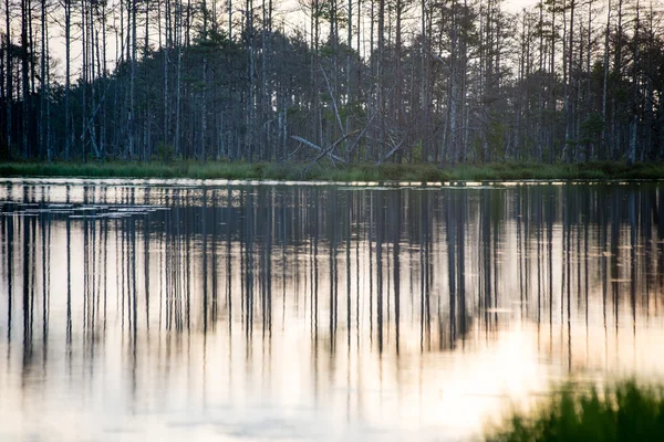 Abstracte reflecties van de bomen in het water — Stockfoto