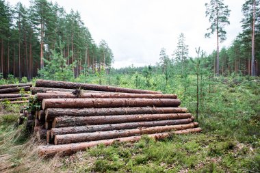 Orman yolunda büyük bir odun yığını