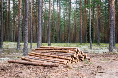 Orman yolunda büyük bir odun yığını