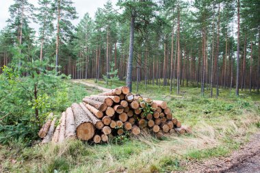 Orman yolunda büyük bir odun yığını