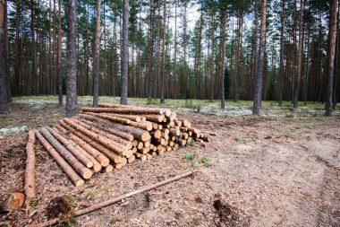 Orman yolunda büyük bir odun yığını