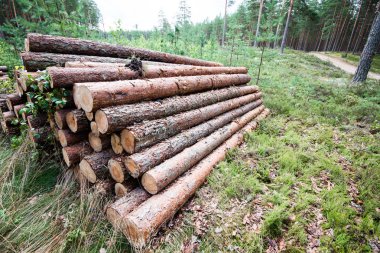 Orman yolunda büyük bir odun yığını