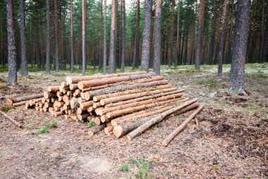 A big pile of wood in a forest road clipart