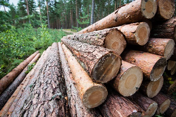 Velká hromada dřeva v lesní cestě — Stock fotografie