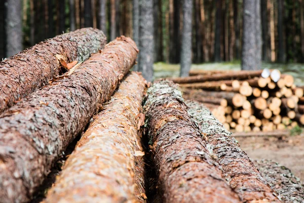 Velká hromada dřeva v lesní cestě — Stock fotografie