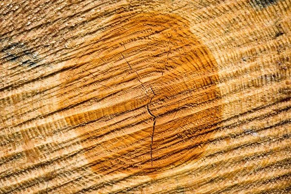 Un grande mucchio di legna in una strada forestale — Foto Stock