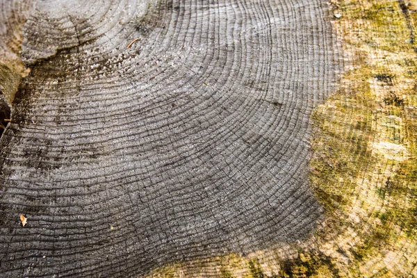 Una gran pila de madera en un camino forestal — Foto de Stock