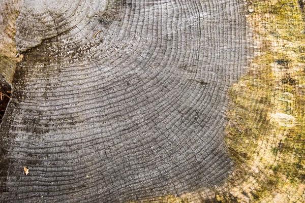 Una gran pila de madera en un camino forestal — Foto de Stock