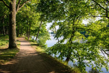 Yaz ormanı ağaçları. doğa yeşil ahşap güneş ışığı arka planı